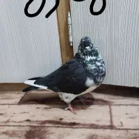 کفتر پرشی|پرنده|شهر ری, ولی آباد|دیوار