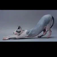 اسفینکس نر بلوپینک جفتگیری