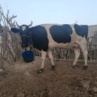 گاو ماده شیری ما گوساله ماده بزرگ