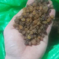 کشمش بی دانه