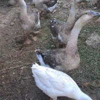 فروش تعدادی قوغاز جوان|حیوانات مزرعه|رشت, توشیبا|دیوار