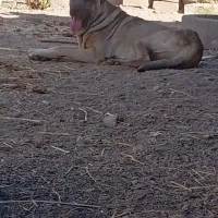 سگ سرابی|سگ|زنجانرود, |دیوار