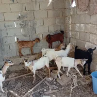 تعدادی کهره نر ماده فروشی|حیوانات مزرعه|مهران (هرمزگان), |دیوار