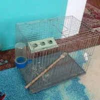 قفس کوچک پرنده|لوازم جانبی حیوانات|دابودشت, |دیوار