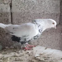 کبوتر آس|پرنده|رشت, پسیخان|دیوار