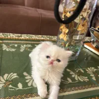 گربه|گربه|گرگان, |دیوار