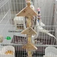 اسباب بازی طوطی عروس هلندی با نازلترین قیمت