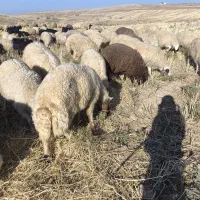 ورن  قوچ میش  بره بز  بزغاله باب قصای|حیوانات مزرعه|قصرشیرین, |دیوار