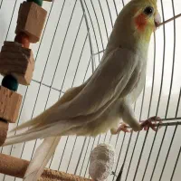 عروس هلندی نر سالم|پرنده|سنندج, |دیوار