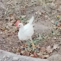 ۱۶جوجه خروس دوماه مفت