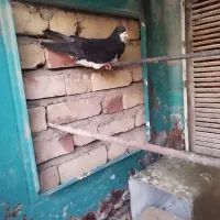 کبوتر شهری گم شده و دور بر خیابون ابلفظل