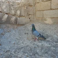 جفت نروماده|پرنده|زهک, |دیوار