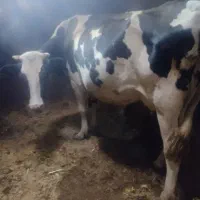 گاو هلشتاین دو ماه آبستن با گوساله