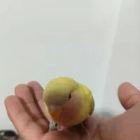 طوطی کوتوله برزیلی|پرنده|مشهد, شفا|دیوار