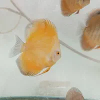 تعدادی دیسکس(معاوضه)