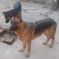 سگ ژرمن نر و ماده|سگ|کرمان, |دیوار