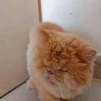 واگذاری گربه پرشین