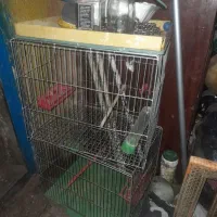 قفس پرنده
