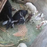 گوسفند فروشی