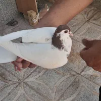 کبوتر . کفتر . خال