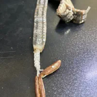 تسبیح دانه خرما مدل مار|بدلیجات|مشهد, سید رضی|دیوار