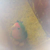 طوطی برزیلی ماده|پرنده|سنندج, |دیوار