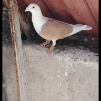 جفت دوکت زرد و سرخ