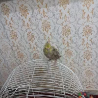 عروس هلندی|پرنده|لاهیجان, بوجایه|دیوار