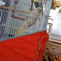 عروس هلندی سخنگو