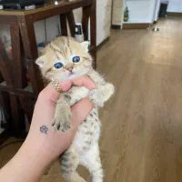 اسکاتیش و بریتیش شورت هیر و لانگ هیر