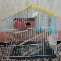 مرغ عشق