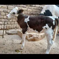 فروش گاو گوساله در روستای چنگوله|حیوانات مزرعه|مهران (ایلام), |دیوار