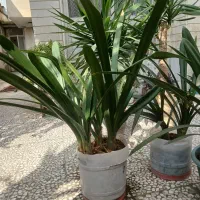 لوازم منزل و|کیف، کفش، کمربند|رشت, استادسرا|دیوار