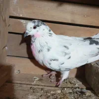 کفتر پرشی|پرنده|مزرعه کتول, |دیوار