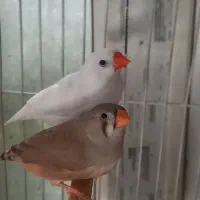 ۳ جفت فنچ کارداده