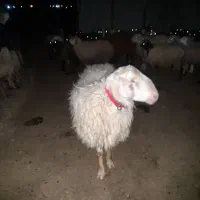 قوچ آصف اصل