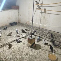 کبوتر فروشی همه سالم