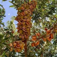 بادام دیرگل پیوندی|خدمات باغبانی و درختکاری|بروجرد, |دیوار