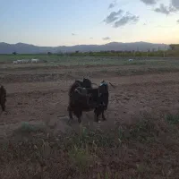 چبش پرواری مناسب کشتار