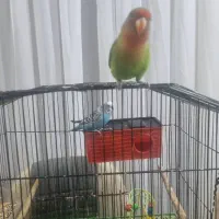 فروش طوطی برزیلی صورت هلویی در جم|پرنده|جم, |دیوار