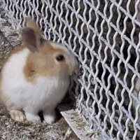 فروش خرگوش
