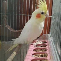 عروس هلندی رام و دستی|پرنده|آستارا, |دیوار