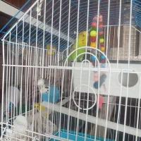 مرغ عشق با قفس می فروشم