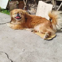 یک عدد سگ پیکینیز ماده امپریال اصل