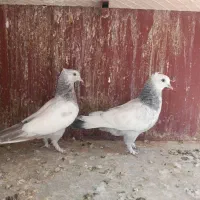 کفتر کبوتر سینه طوقی کله ای پلاکی دمسفید دوکت|پرنده|شیراز, رکن‌آباد|دیوار