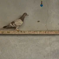 کبوتر ماده خطی وشستی|پرنده|قزوین, |دیوار