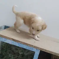 سگ خونگی پاکوتاه