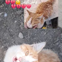 گربه
