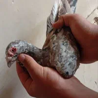 کفتر سرور و دمسفید