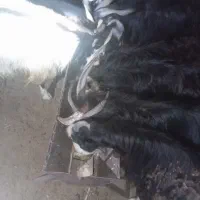 کهره چپش نر